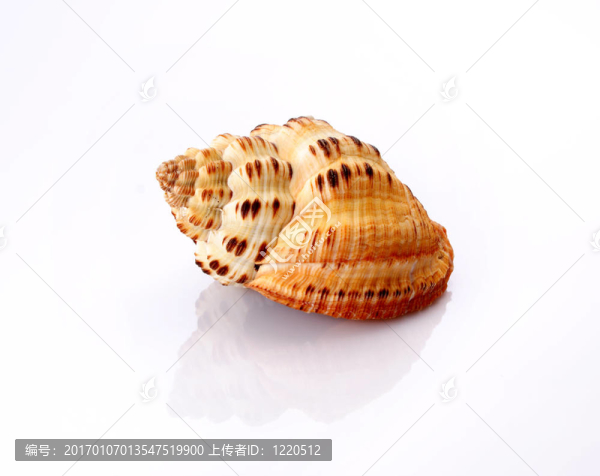 殼