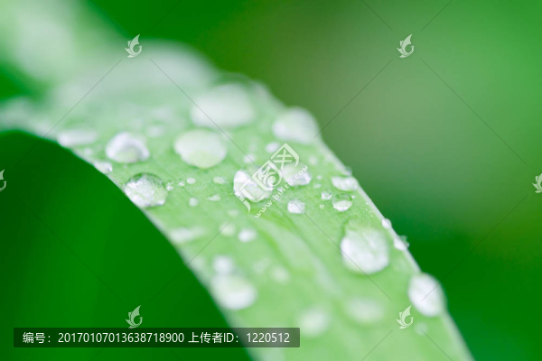 清晨的露水1