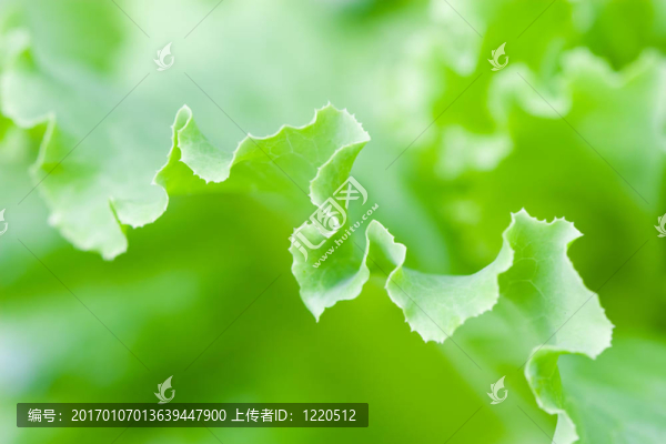 萵苣葉