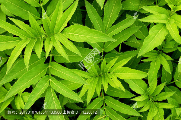 綠色的樹(shù)葉背景