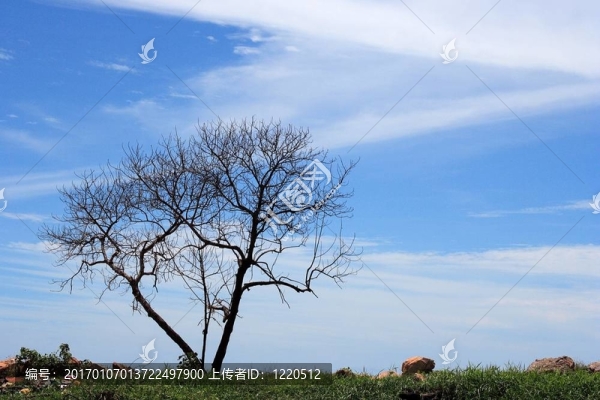 孤獨(dú)的樹(shù)