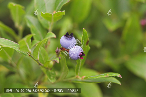 藍(lán)莓