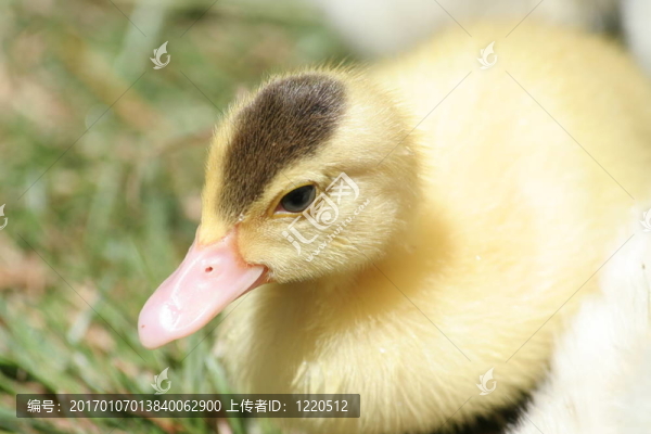 小鴨