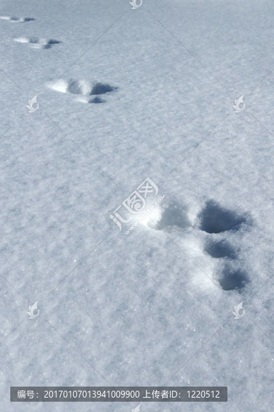 雪中的痕跡