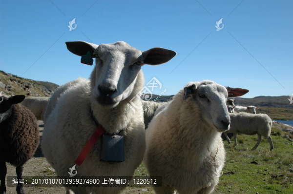 羊和藍(lán)色的天空