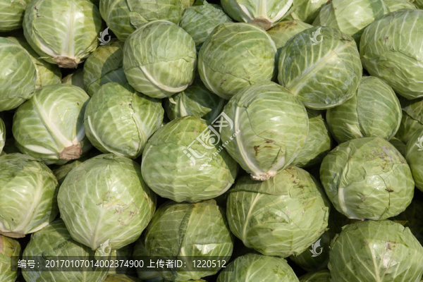 綠色卷心菜