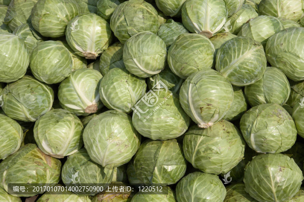 綠色卷心菜