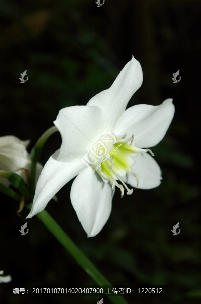 優(yōu)雅的白色的花