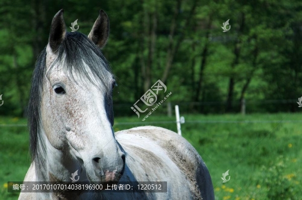 草地白馬畫像