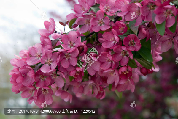 掛粉飛濺