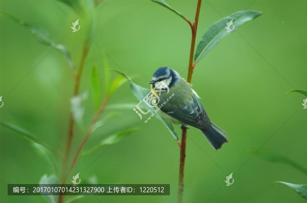 torntit在樹(shù)