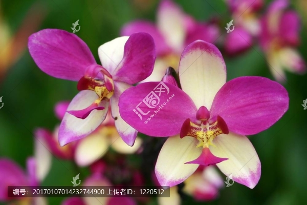 紫白條紋蘭花