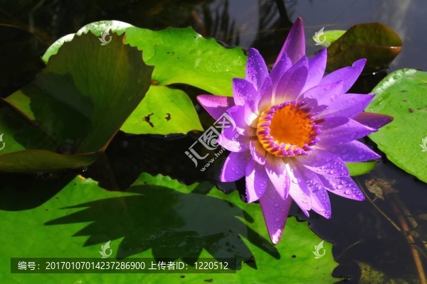 睡蓮