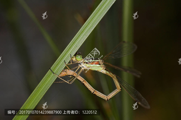一個蜻蜓特寫