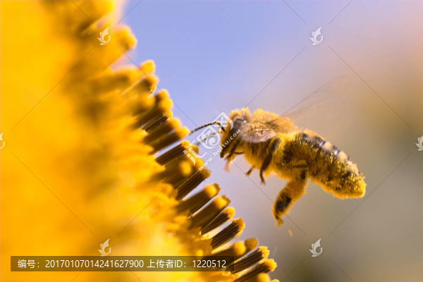 在向日葵蜜蜂宏