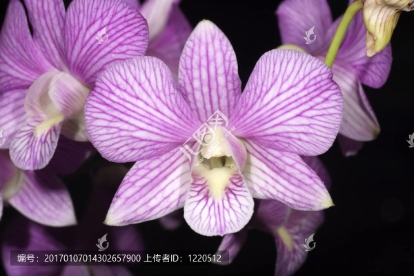 條紋的紫色蘭花