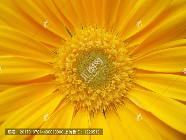 黃太陽菊