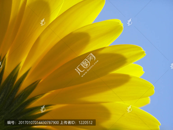 黃太陽菊