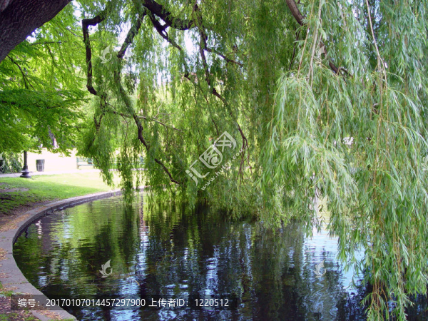 Willow,Tree池塘