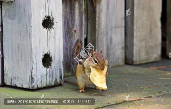 花栗鼠-匯圖網(wǎng) www.fosd68.com 花栗鼠