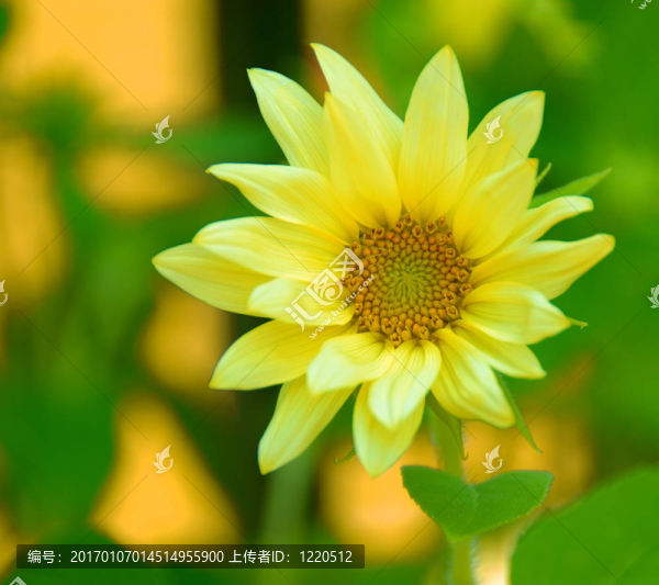 黃色的雛菊宏
