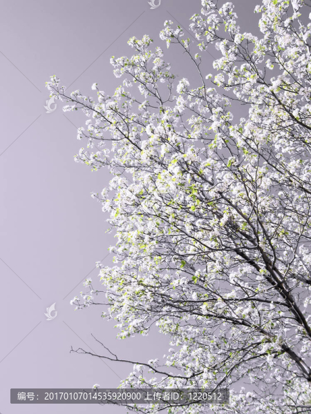 開(kāi)花的春天樹(shù)