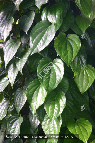 leaves-01