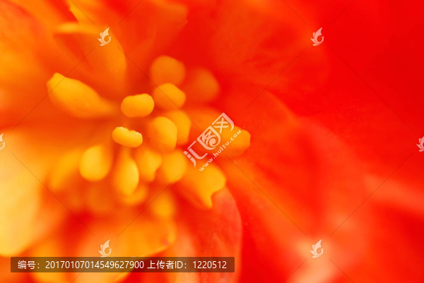 極端的花朵