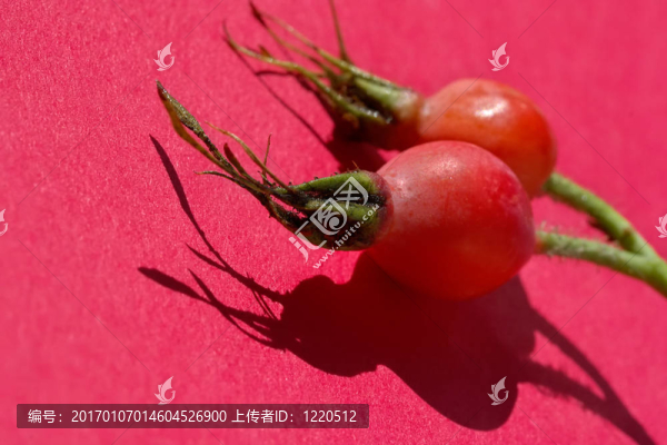 一個犬薔薇果