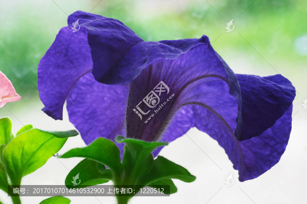 矮牽?；? title=