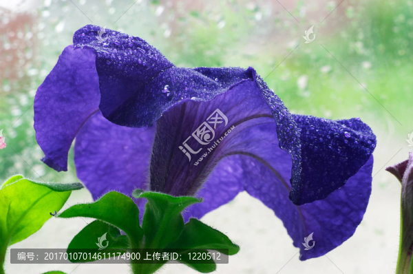 矮牽?；? title=