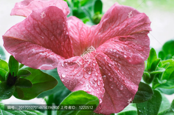 矮牽?；? title=