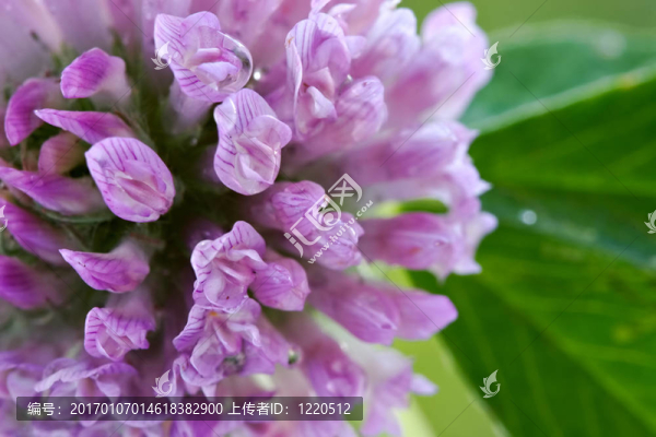 背景花的三葉草