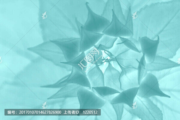 摘要花