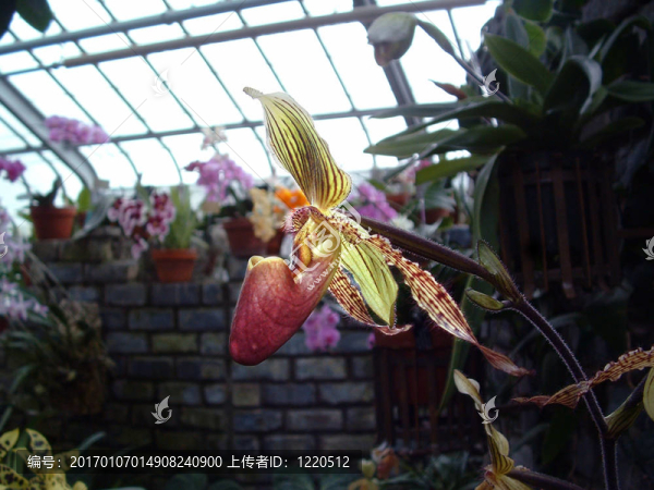 黃色的蘭花