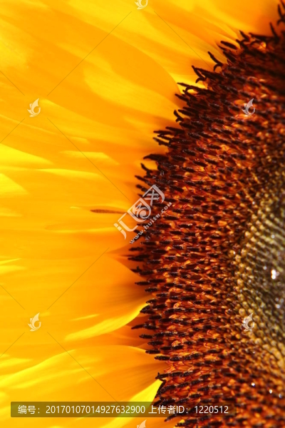 詳細(xì)的向日葵