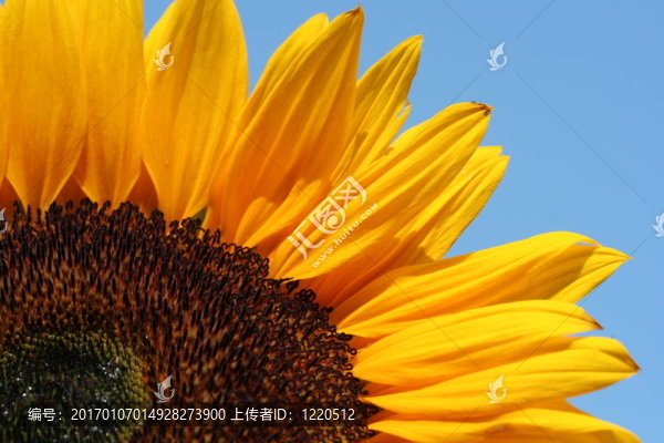 向日葵