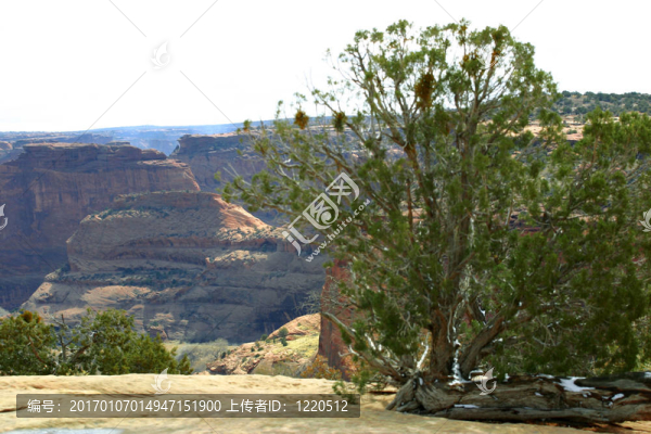 峽谷雪松-匯圖網(wǎng) www.fosd68.com 峽谷雪松