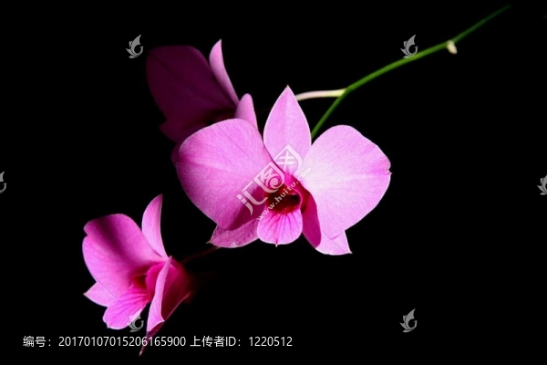 粉紅色的蘭花