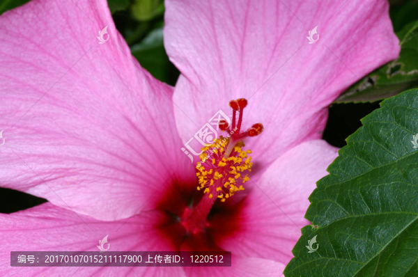 粉紅色的芙蓉花