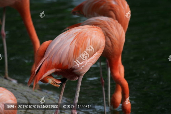顛倒的火烈鳥