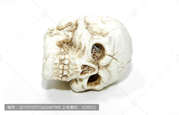 顱骨