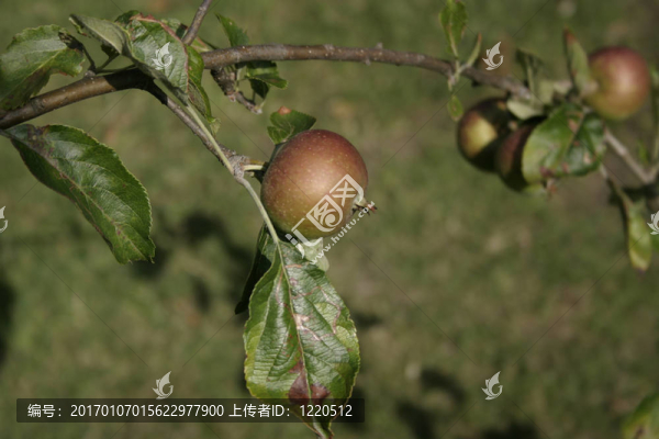 樹上的蘋果