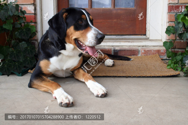 瑞士山地犬
