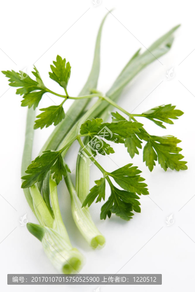 綠洋蔥和香菜