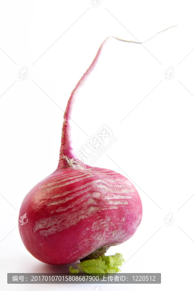 蘿卜