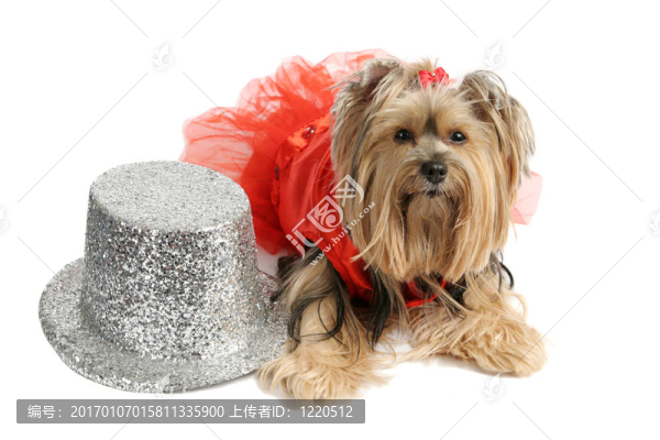 約克Showgirl