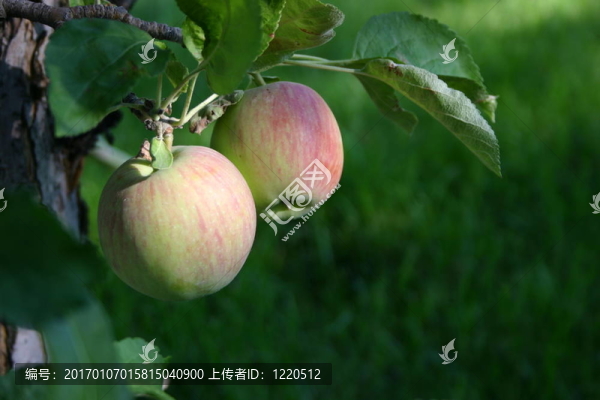 蘋(píng)果
