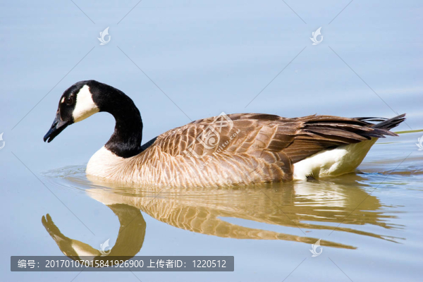 鏡像的鵝