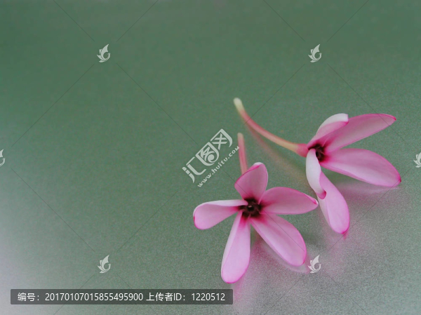 兩個粉紅色的花朵